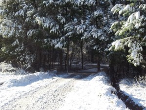 Snow across the bridge